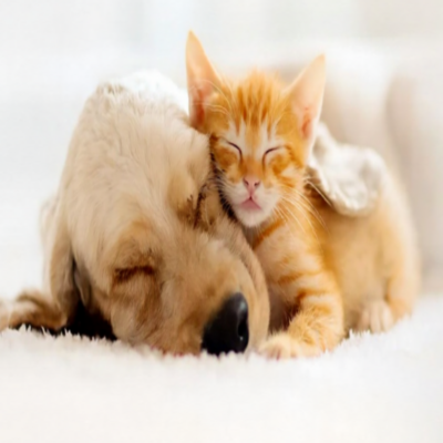 Pet Bakım<br>Ürünleri