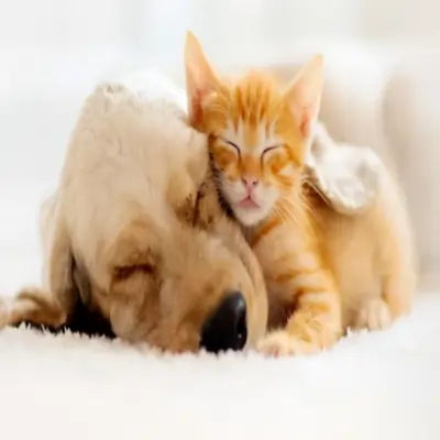 Pet Bakım<br>Ürünleri